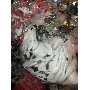 Review 6