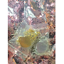 4.8-star customer review photo by G*****s, image 3 of 8 for Star Shape Sequin Reflective Double Sided Bag Pendant